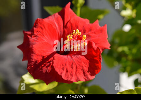 Red hibiscus flower in garden Stock Photo