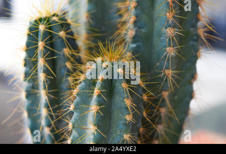 cactus close up, small cactus Stock Photo