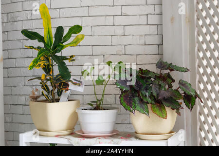 Flowerpots on white wooden shelf. Begonia, codiaeum and and other decorative houseplants in flowerpots. Green plants in light room.