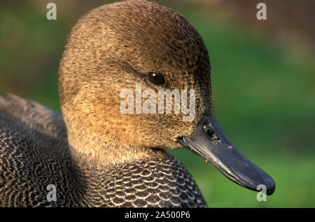 Gadwall Duck, Mareca strepera, UK, Dabbling Duck, portrait Stock Photo