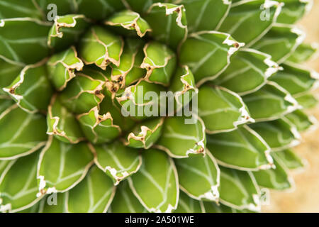 Agave victoriae-reginae 'Golden Princess' , Beautiful Cactus in the garden Stock Photo