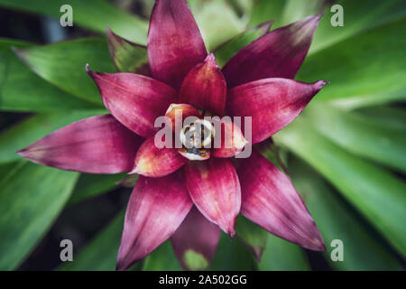 Bromelia, Beautiful colorful flower in the garden Stock Photo