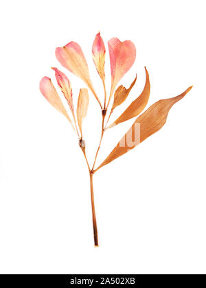 Pressed and dried summer pink flowers on a white Stock Photo
