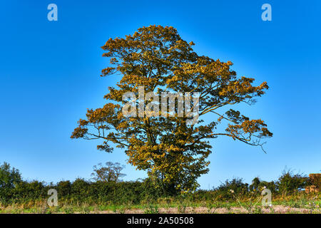 A lone sycamore Acer pseudoplantus in a hedgerow showing its golden autumn colours highlighted against a vivid blue sky in the autumn sun Stock Photo