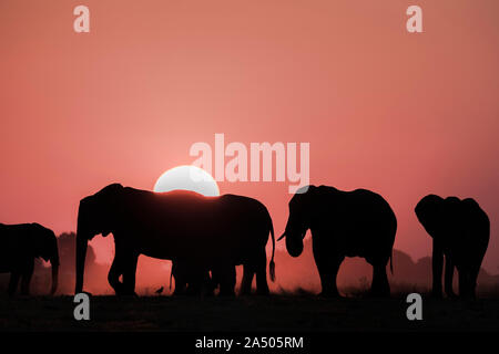 African elephants (Loxodonta africana) at sunset, Chobe national park, Botswana Stock Photo
