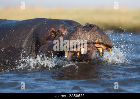 Hippo (Hippopotamus amphibius) aggression, Chobe national park, Botswana Stock Photo