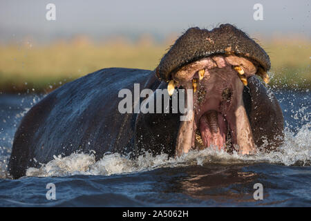 Hippo (Hippopotamus amphibius) aggression, Chobe national park, Botswana Stock Photo