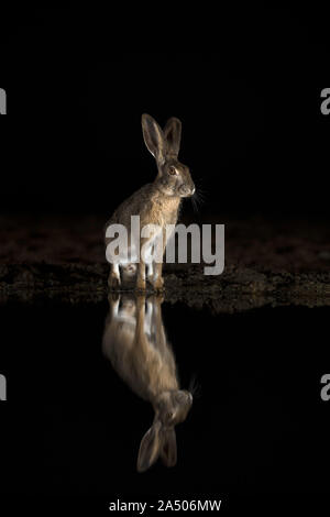 Scrub hare (Lepus saxatilis) at night, Zimanga private game reserve, KwaZulu-Natal, South Africa Stock Photo