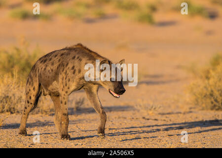 Spotted hyaena (Crocuta crocuta), Kgalagadi Transfrontier Park, South Africa Stock Photo