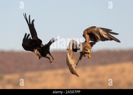 Yellowbilled kite (Milvus aegyptius), chasing pied crow, Zimanga private game reserve, KwaZulu-Natal, South Africa Stock Photo