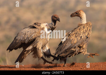 Whitebacked vulture (Gyps africanus) fighting over food, Zimanga private game reserve, KwaZulu-Natal, South Africa Stock Photo