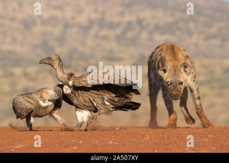 Whitebacked vulture (Gyps africanus) chased by spotted hyena, Zimanga private game reserve, KwaZulu-Natal, South Africa