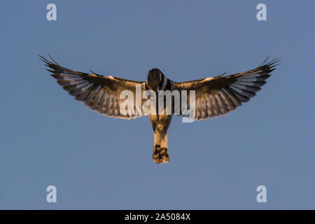 Pied kingfisher (Ceryle rudis) hovering, Zimanga private game reserve, KwaZulu-Natal, South Africa Stock Photo