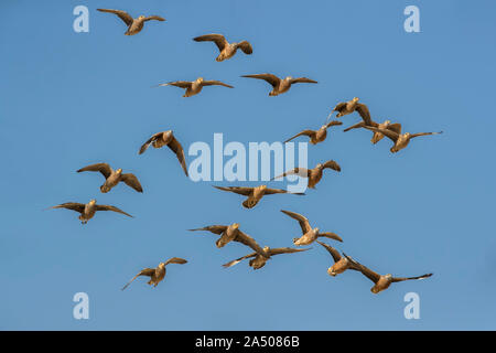 Burchell's sandgrouse (Pterocles burchelli) in flight, Kgalagadi transfrontier park, South Africa Stock Photo