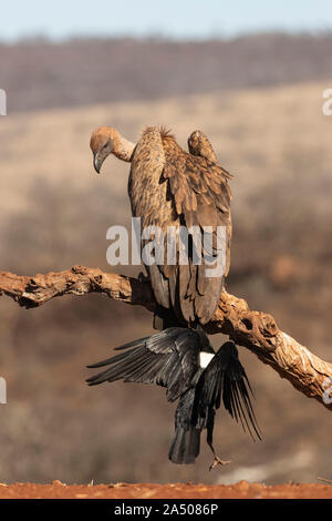 Pied crow (Corvus albus) pulling tail feather of whitebacked vulture, Zimanga private game reserve, KwaZulu-Natal, South Africa Stock Photo