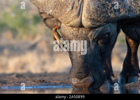 Redbilled oxpecker (Buphagus erythrorhynchus) on Cape buffalo (Syncerus caffer), Zimanga private game reserve, KwaZulu-Natal, South Africa Stock Photo