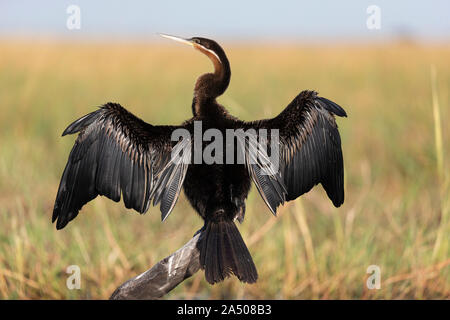 African darter (Anhinga rufa) drying wings, Chobe river, Botswana, Stock Photo