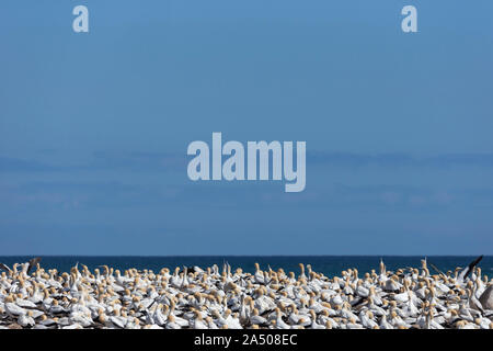 Cape gannet (Morus capensis) breeding colony, Lambert's Bay, Western Cape, South Africa Stock Photo