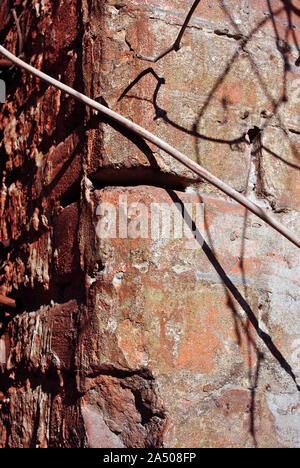 Red brick wall surface close up detail with wild grape twig without leaves, grunge vertical shabby background Stock Photo