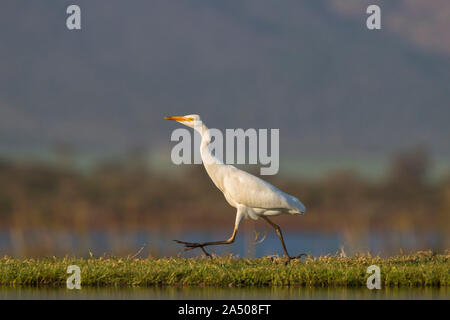 Western cattle egret (Bubulcus ibis), Zimanga private game reserve, KwaZulu-Natal, South Africa Stock Photo