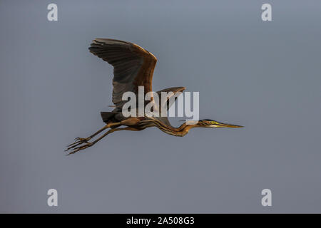 Purple heron (Ardea purpurea), Chobe national park, Botswana Stock Photo