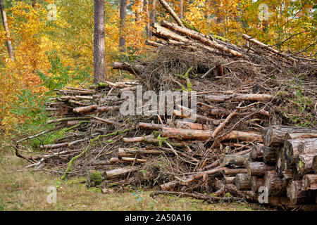 Piles of rotting old wood are lying in the autumnal forest in Franconia, Germany near Nuremberg in October Stock Photo