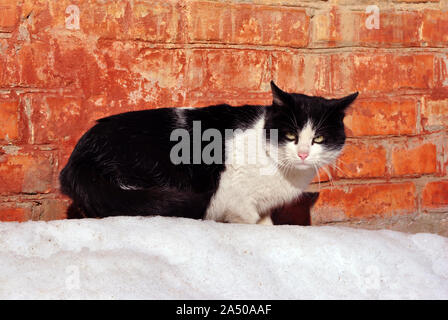 Black and white cat sitting near red brick wall on white snow, side view Stock Photo