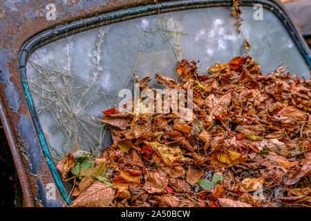 Leaves on Broken Windshield Stock Photo