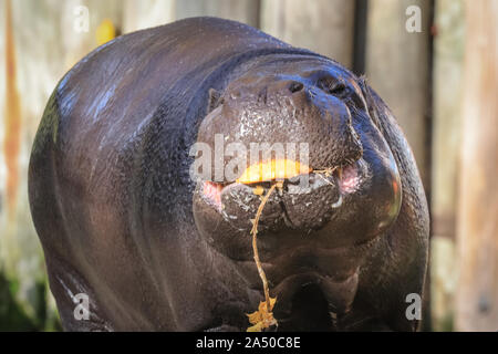 London, UK. 17th Oct, 2019. Pygmy hippo Nicky (Hexaprotodon liberiensis or Choeropsis liberiensis) chomps her way through her pumpkin treats. Lemurs, pygmy hippos and tigers are all getting into the Halloween spirit, as ZSL London Zoo counts down to a week of fiendish family fun for half-term. Credit: Imageplotter/Alamy Live News Stock Photo