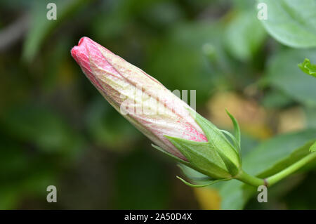 A nice colourful bud of a Chinarose.Jaba fuler kuri