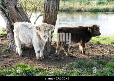 Highland cattle, Oberweser, Weser Uplands, Weserbergland, Hesse, Germany Stock Photo