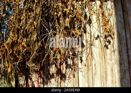 Wild grape branches with dry yellow leaves on shabby wooden planks background Stock Photo