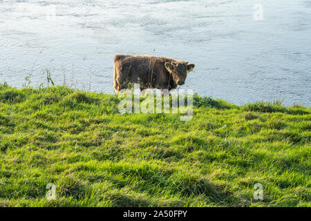 Highland cattle, Oberweser, Weser Uplands, Weserbergland, Hesse, Germany Stock Photo