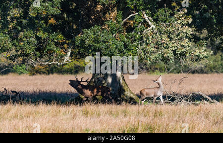 Red stag deer and young doe under a large old tree durring rutting season in Killarney national park Stock Photo