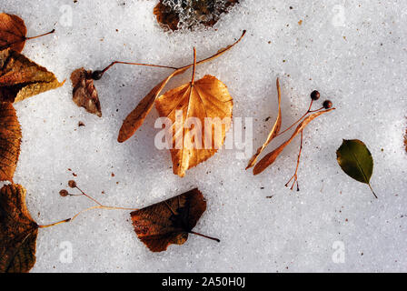 Dry yellow-brown linden leaves and seeds laying on snow, top view Stock Photo