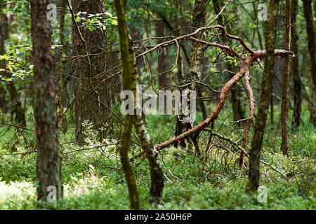 Sun light shining through birches Stock Photo