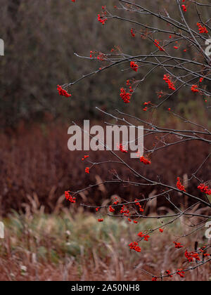 Bright red rowan berries on branches without leaves on an autumn day. Blurred background. Late fall Stock Photo