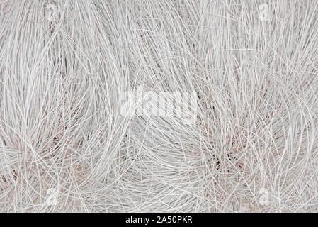 Abstract background of dry white grass feather grass Stock Photo