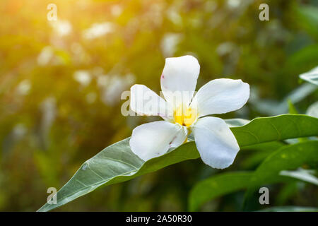 Nyctanthes arbor tristis night Shiuli flower in park. Stock Photo