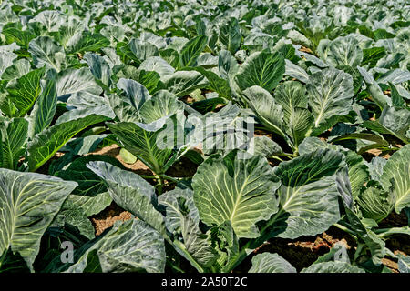 Brassica crop. Stock Photo