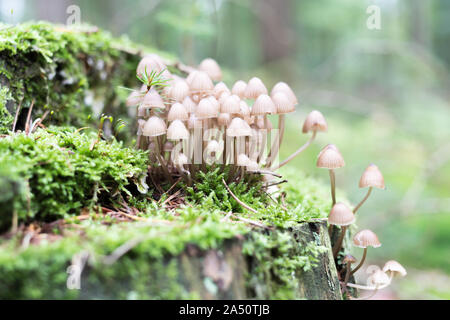 mycena mushrooms on a mossy tree stump Stock Photo