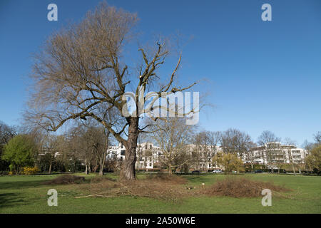 tree pruning in public park in Hamburg Stock Photo