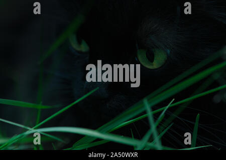 Black cat with green eyes hiding in darkness behind green grass Stock Photo