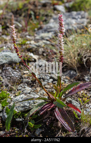 Alpine wild flower Bistorta vivipara (alpine bistort), Aosta valley, Cogne, Italy. Photo taken at an altitude of 2600 meters. Stock Photo