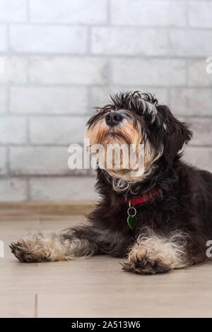 Miniature schnauzer cute black and silver puppy lying, close-up portrait at home Stock Photo