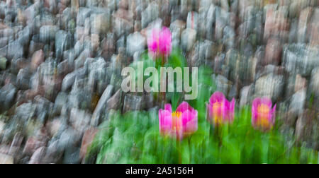 PEONY (Paeonia broteri), Monfrague National Park, Caceres, Extremadura, Spain, Europe Stock Photo