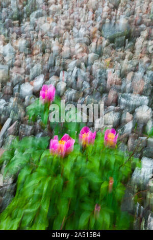 PEONY (Paeonia broteri), Monfrague National Park, Caceres, Extremadura, Spain, Europe Stock Photo