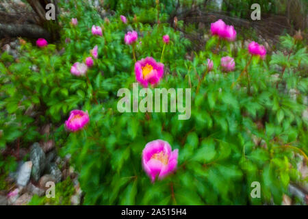 PEONY (Paeonia broteri), Monfrague National Park, Caceres, Extremadura, Spain, Europe Stock Photo