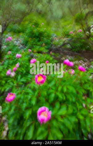 PEONY (Paeonia broteri), Monfrague National Park, Caceres, Extremadura, Spain, Europe Stock Photo