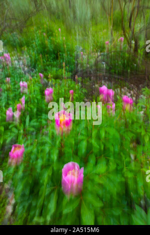 PEONY (Paeonia broteri), Monfrague National Park, Caceres, Extremadura, Spain, Europe Stock Photo